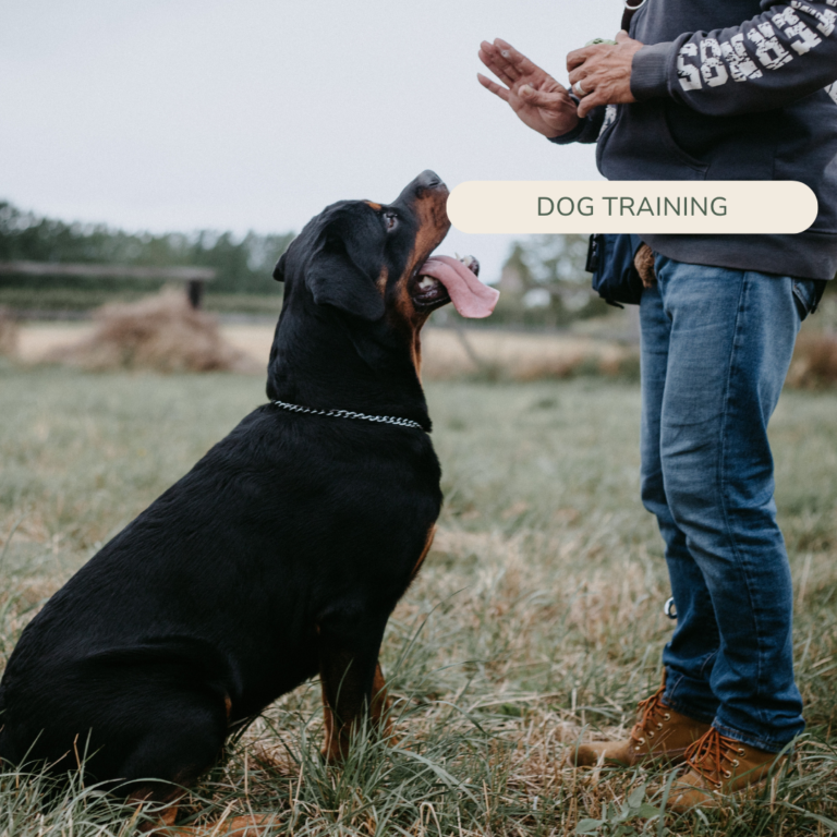 how should i train my dog
