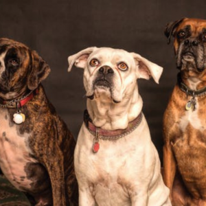 Dog Body Language