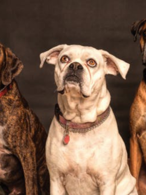 Dog Body Language