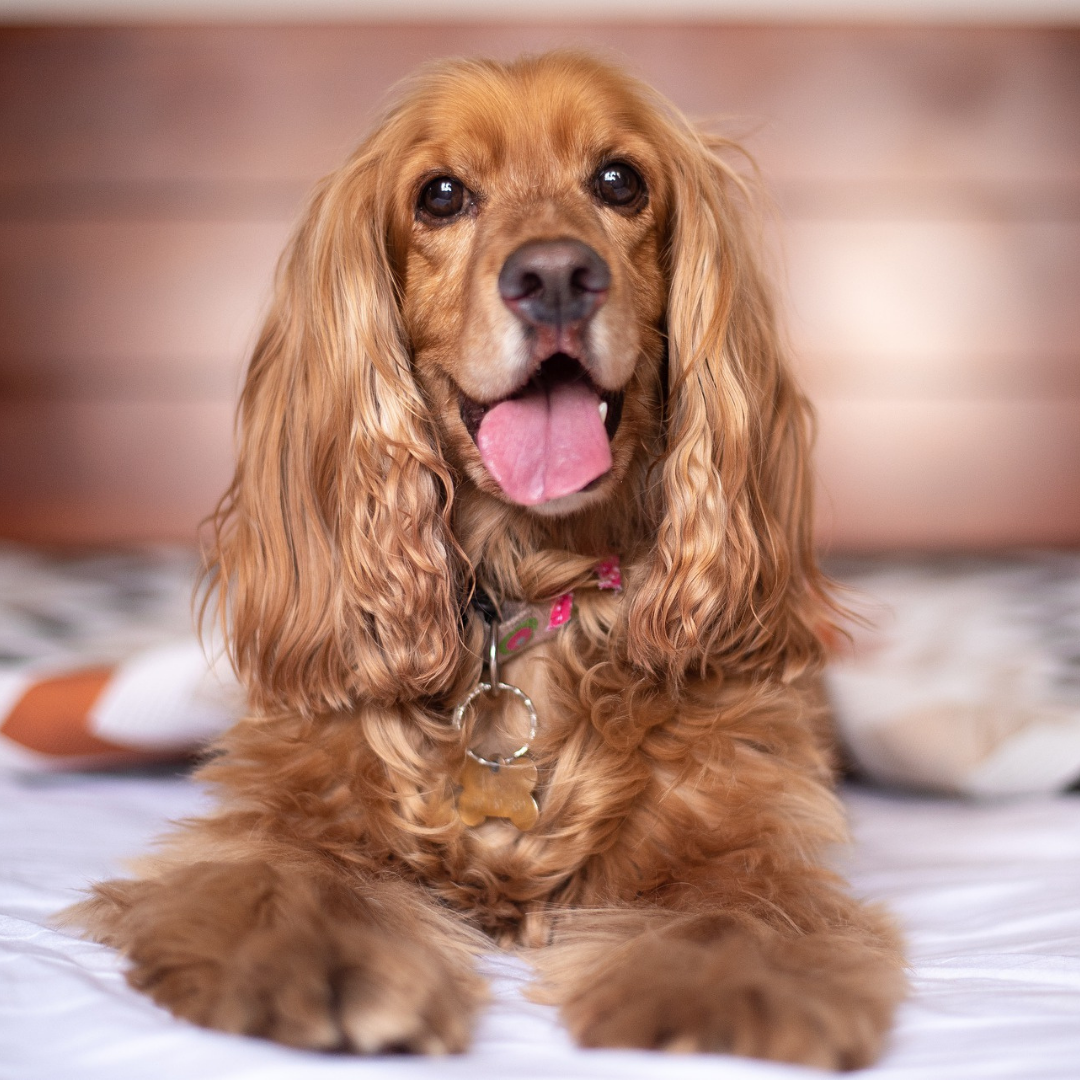 Can Your Dog's Sparkling Fur-colour Tell You About Your Dog's Behaviour?