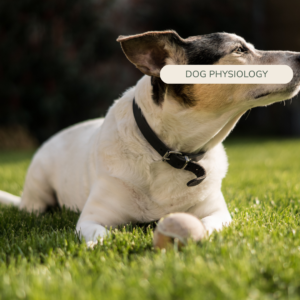 the dangers of collars