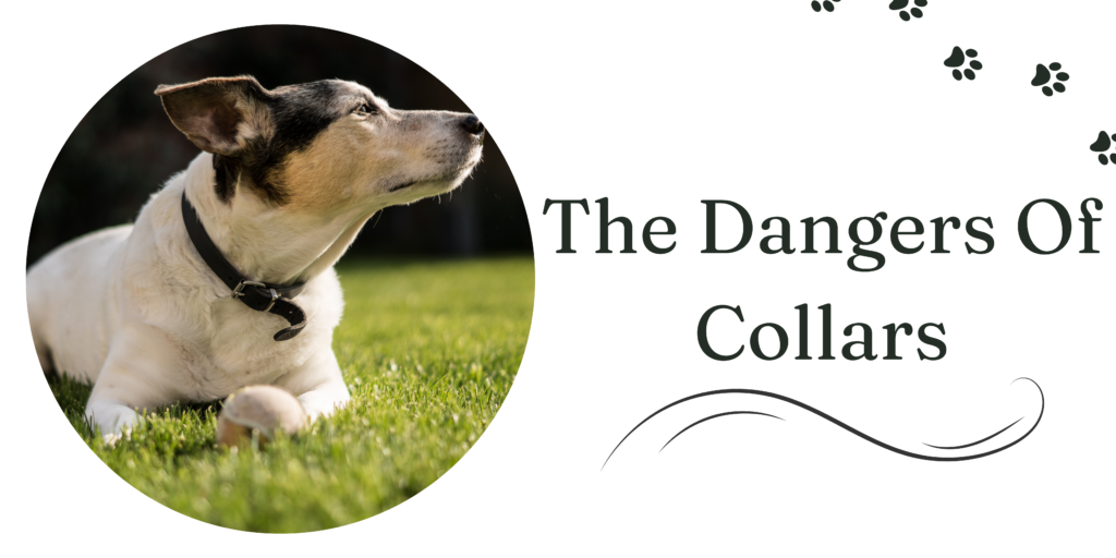 the dangers of collars