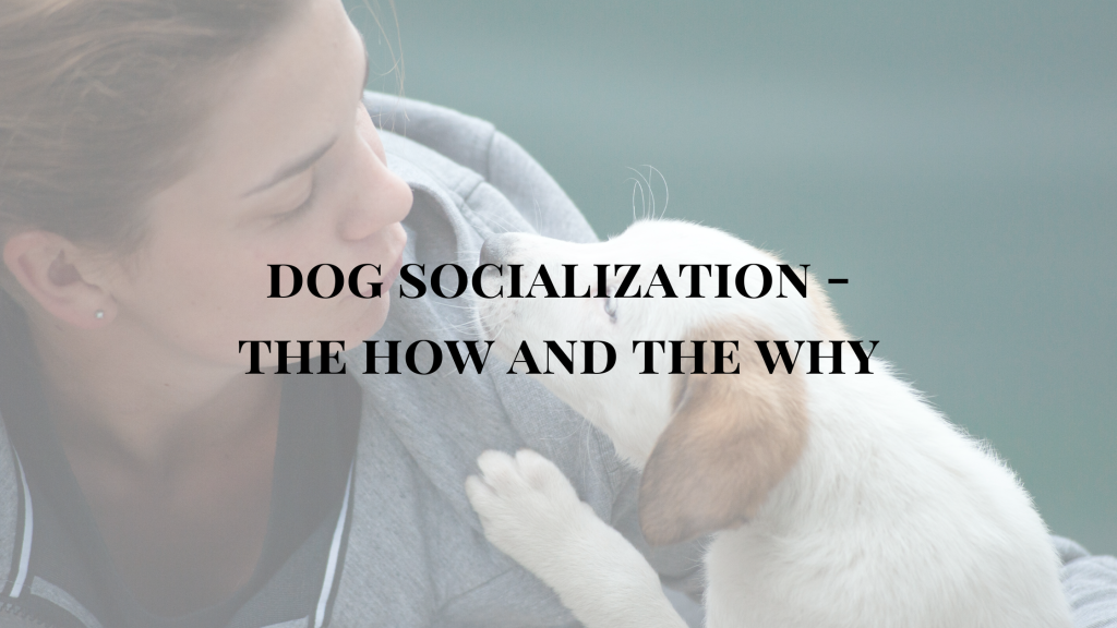 Dog Socialization – The How And The Why! | Life With A Dog