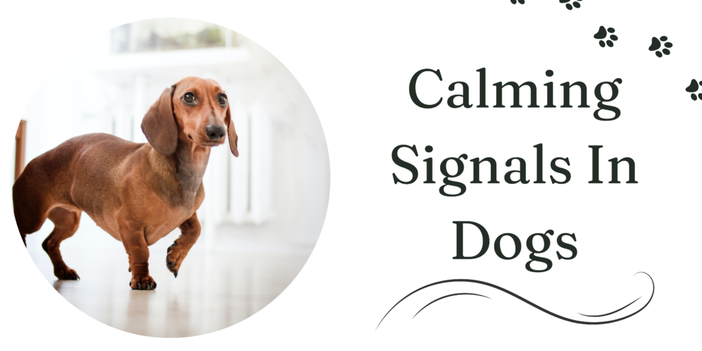 calming signals