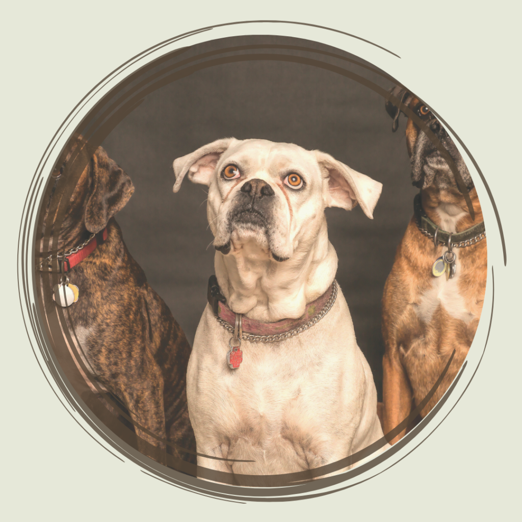 dog body language