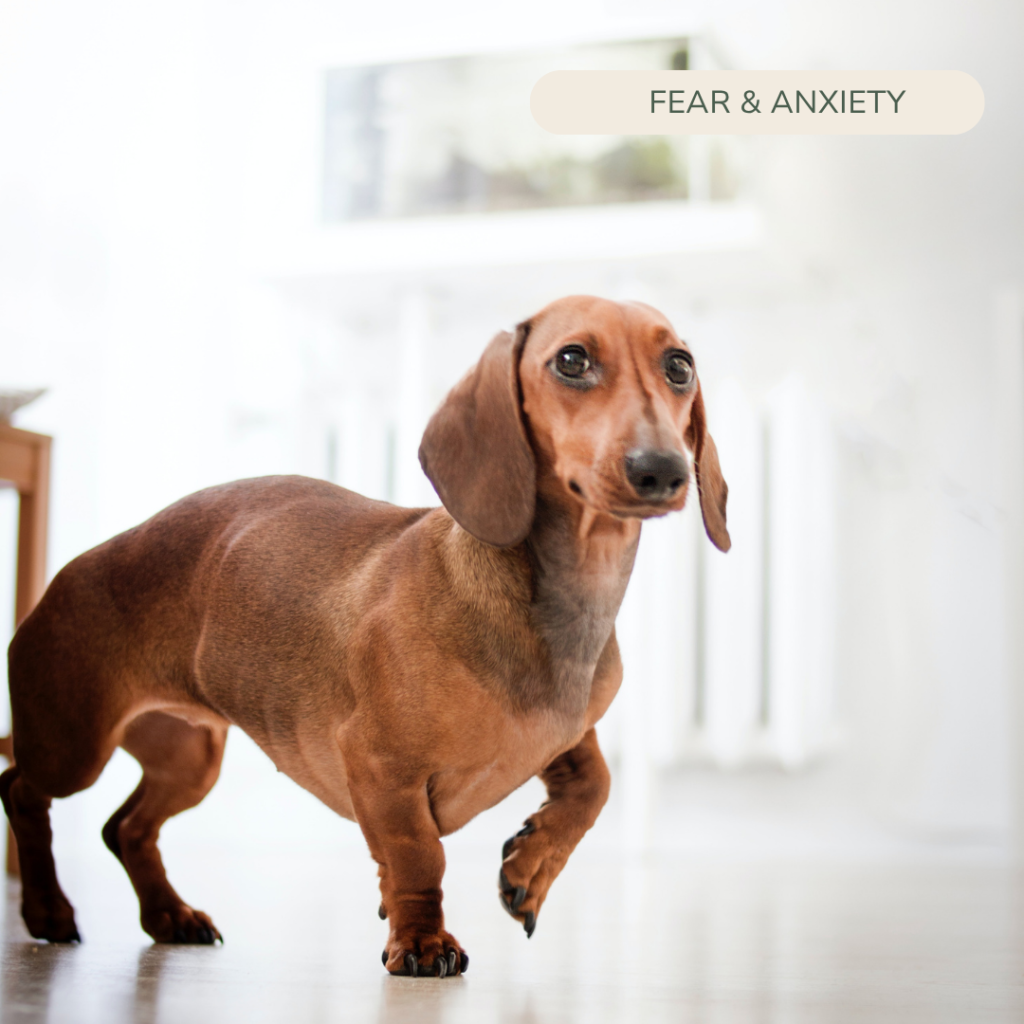 fear home