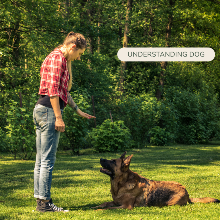 how dogs read human body language