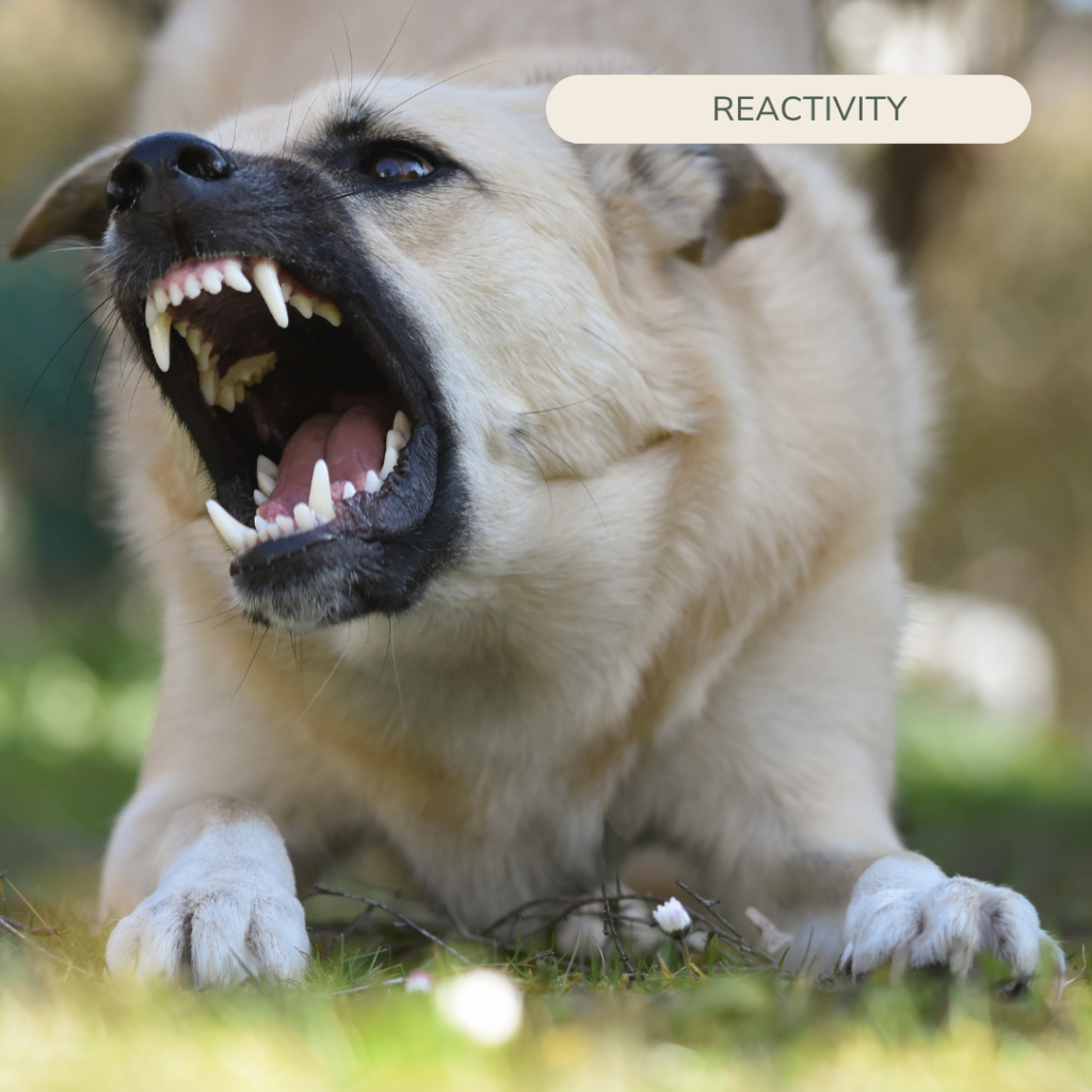 reactivity home