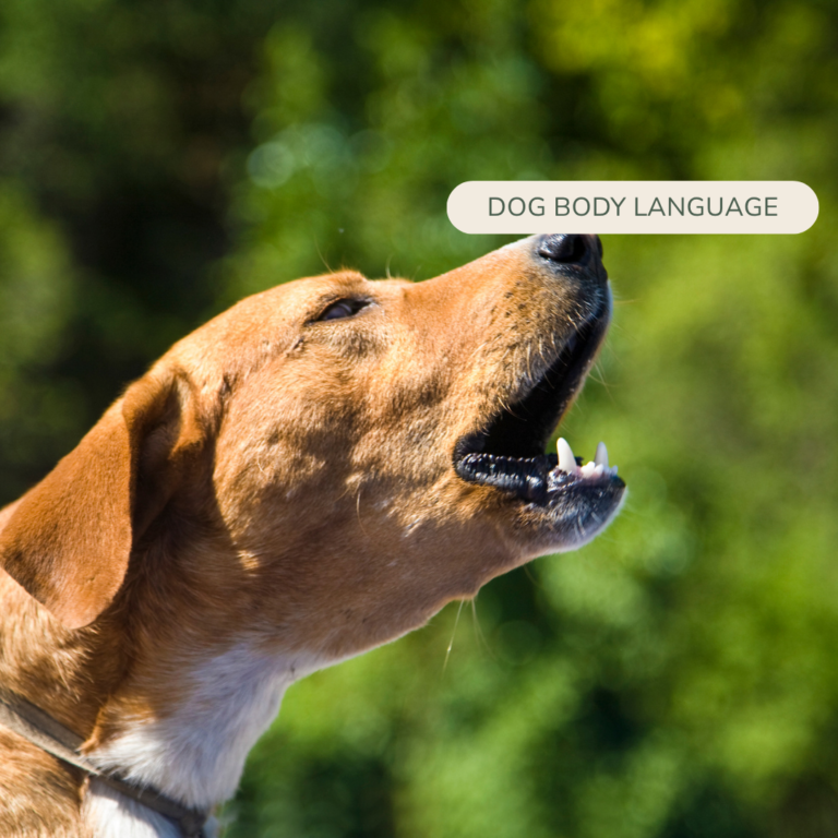 the meaning of a bark