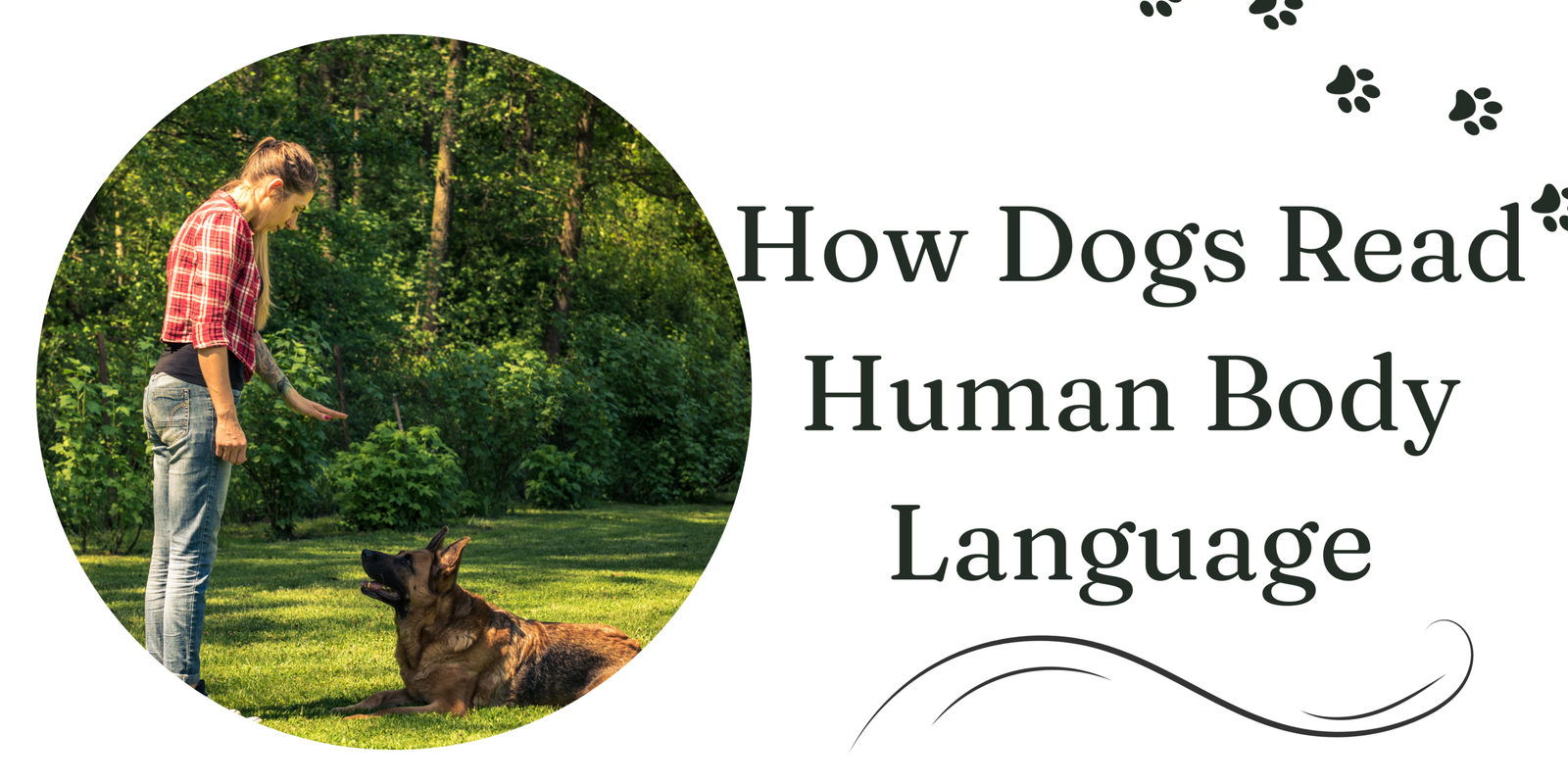 how dogs read human body language